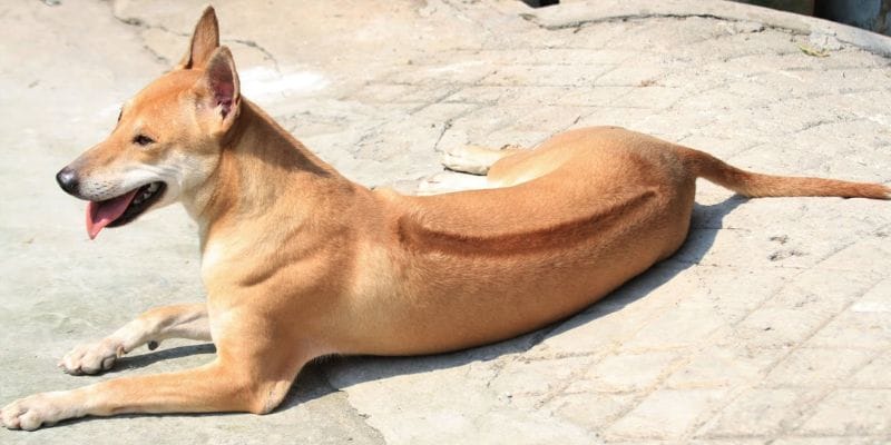 Tùy diễn biến trong mơ mà số sẽ khác nhau