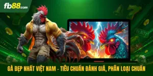 Gà Đẹp Nhất Việt Nam - Tiêu Chuẩn Đánh Giá, Phân Loại Chuẩn