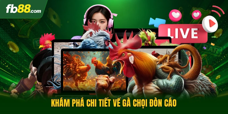 Khám phá chi tiết về gà chọi đòn cáo