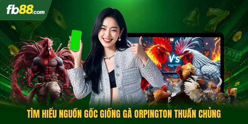 Tìm hiểu nguồn gốc giống gà Orpington thuần chủng