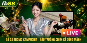 Đá Gà Thomo Campuchia - Đấu Trường Chiến Kê Dũng Mãnh