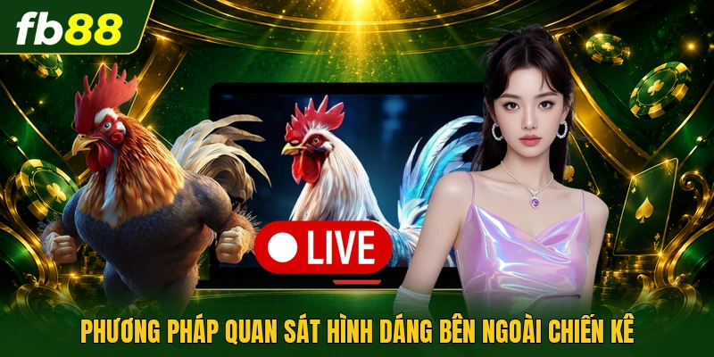 Gà Mắt Chuột - Linh Vật Sở Hữu Đôi Mắt Đen Láy Sắc Bén 2 Phương pháp quan sát hình dáng bên ngoài chiến kê